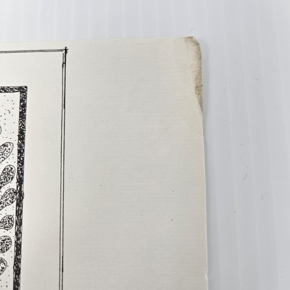 Harris Hawk Bird Art Prints Numbered & Artist Signed Wildlife Set Of 3 - Picture 8 of 16